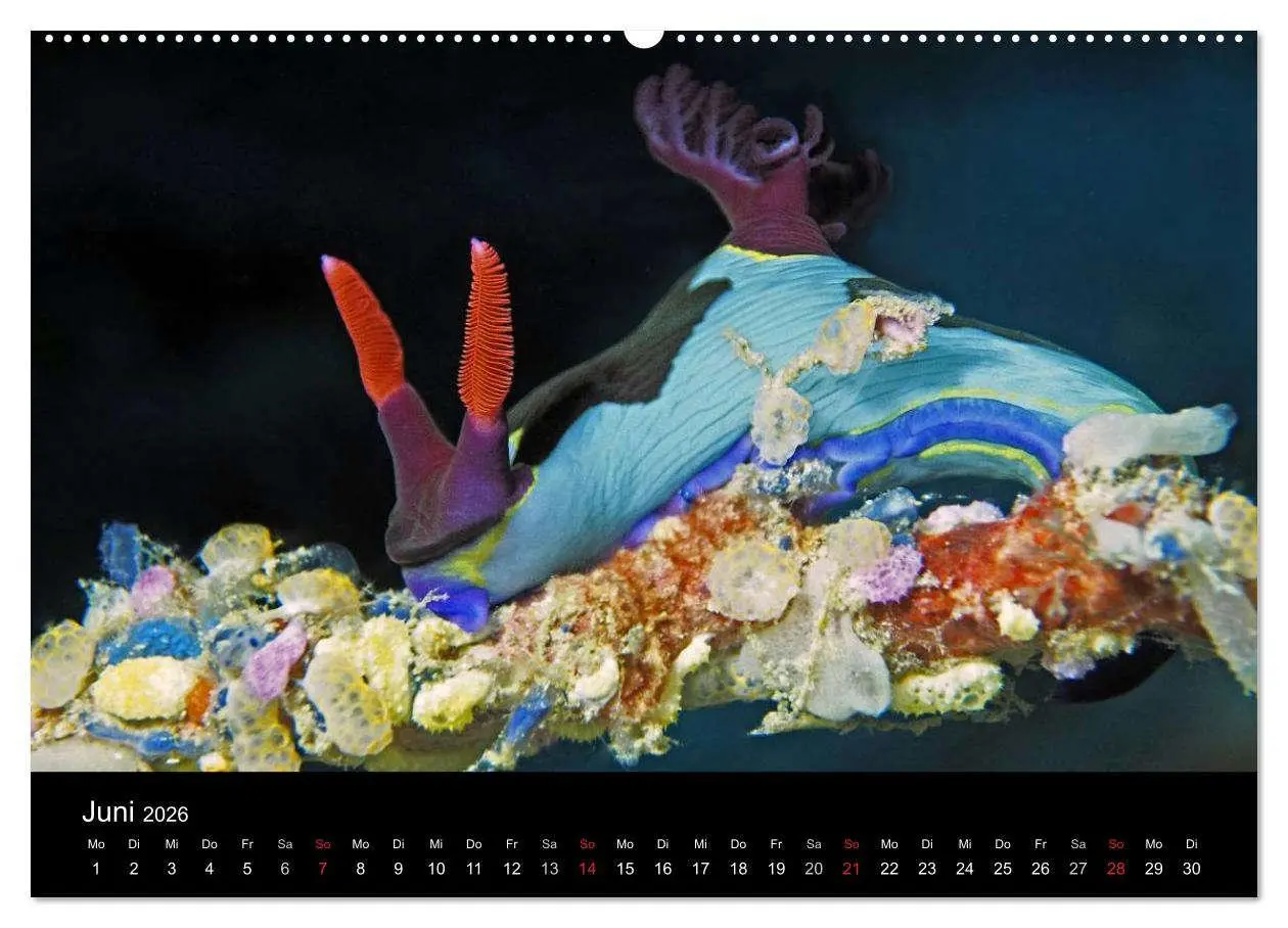 Bild: 9783516016178 | Unterwasserwelt Nacktschnecken (Wandkalender 2026 DIN A2 quer),...
