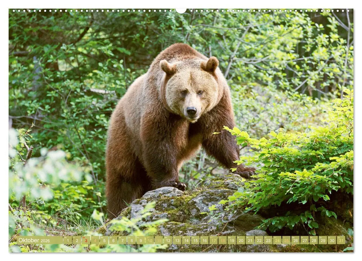 Bild: 9783457466278 | Arber, Rachel und Lusen: Der Hintere Bayerische Wald (hochwertiger...