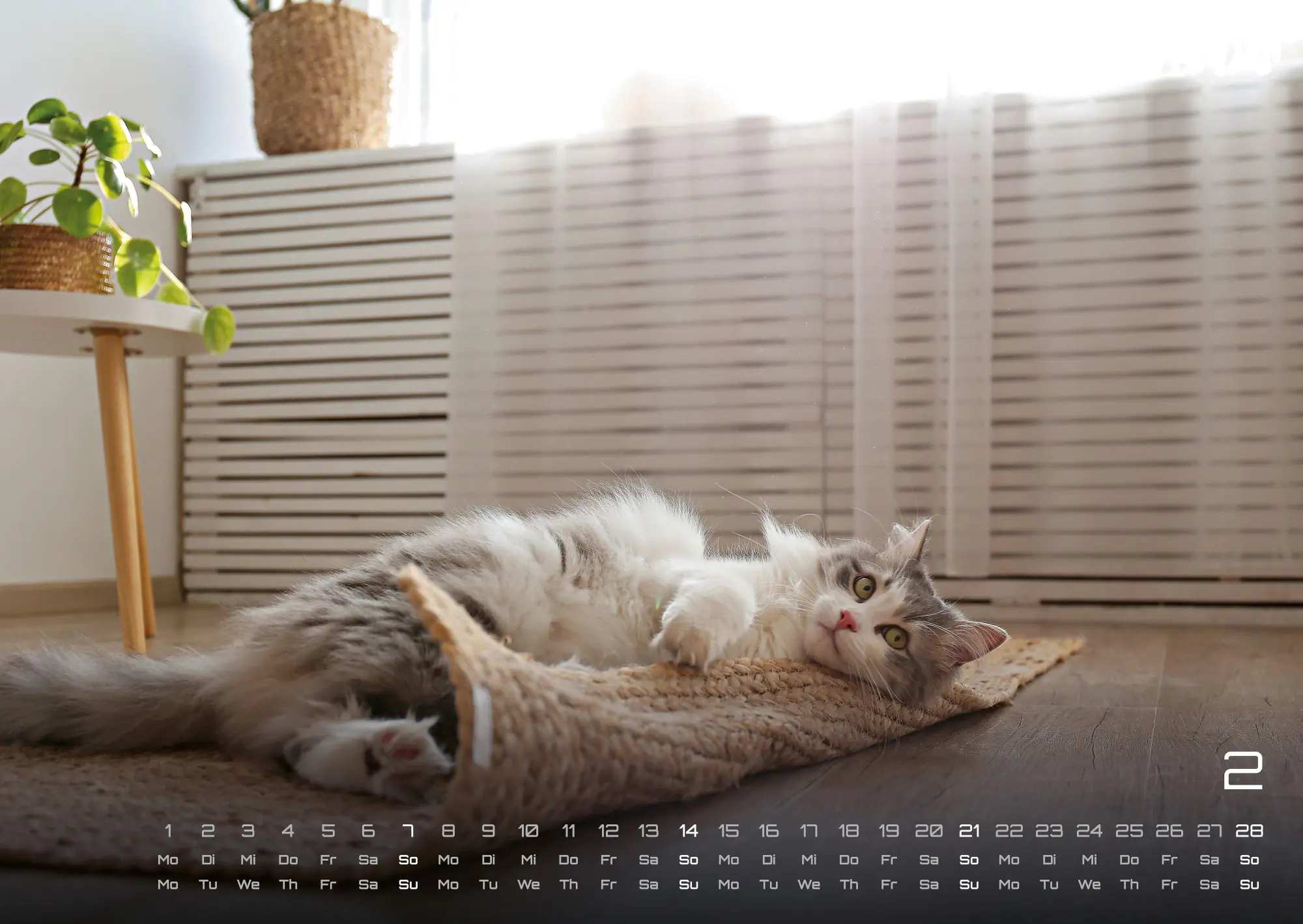 Bild: 9783986736378 | Miau - Unsere Stubentiger - Der Katzenkalender - 2027 - Kalender...