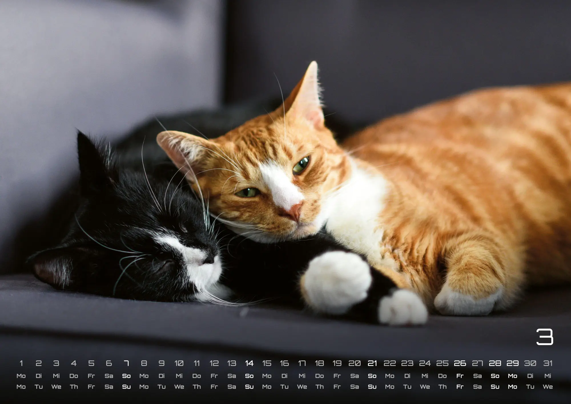 Bild: 9783986736378 | Miau - Unsere Stubentiger - Der Katzenkalender - 2027 - Kalender...