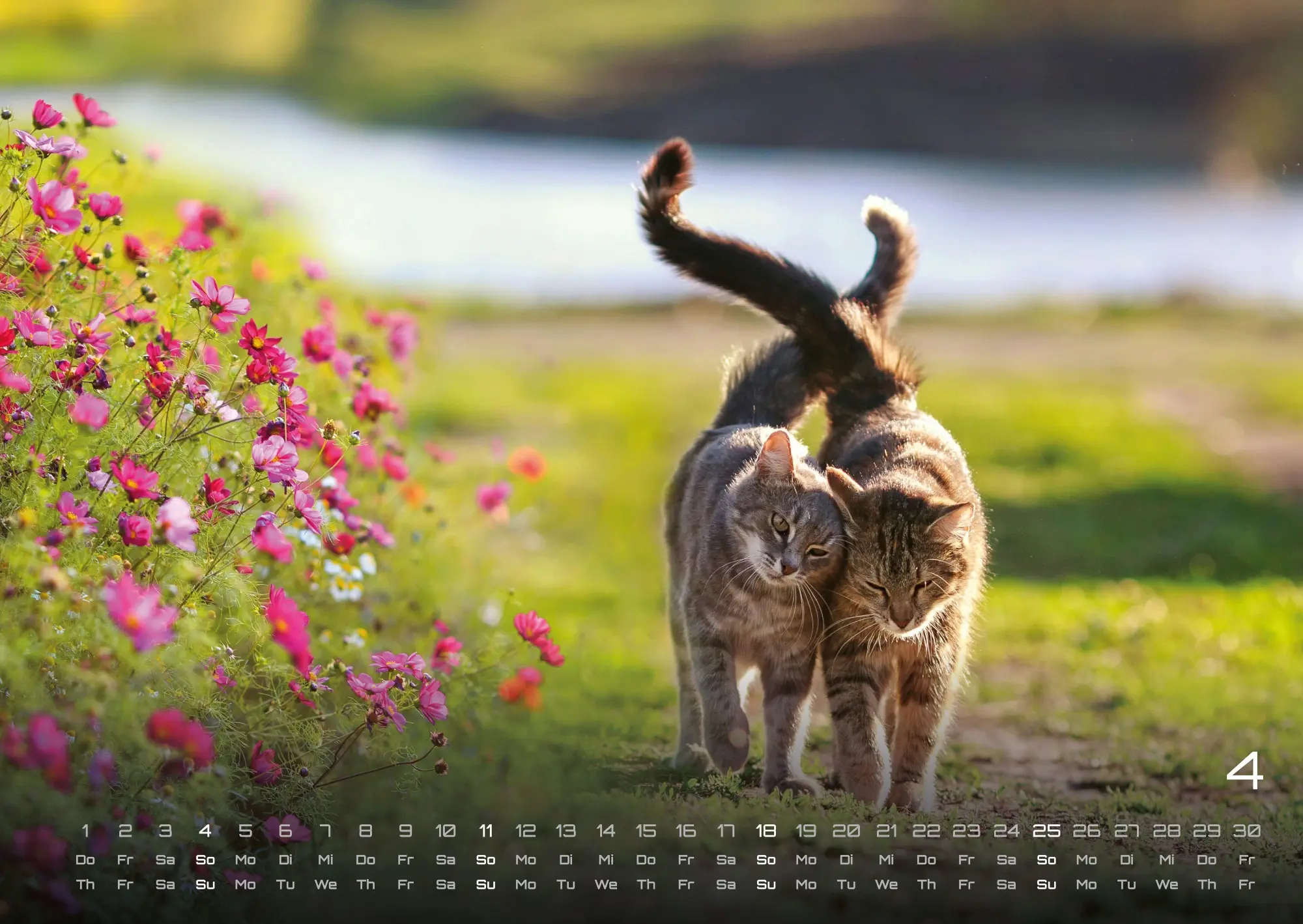 Bild: 9783986736378 | Miau - Unsere Stubentiger - Der Katzenkalender - 2027 - Kalender...