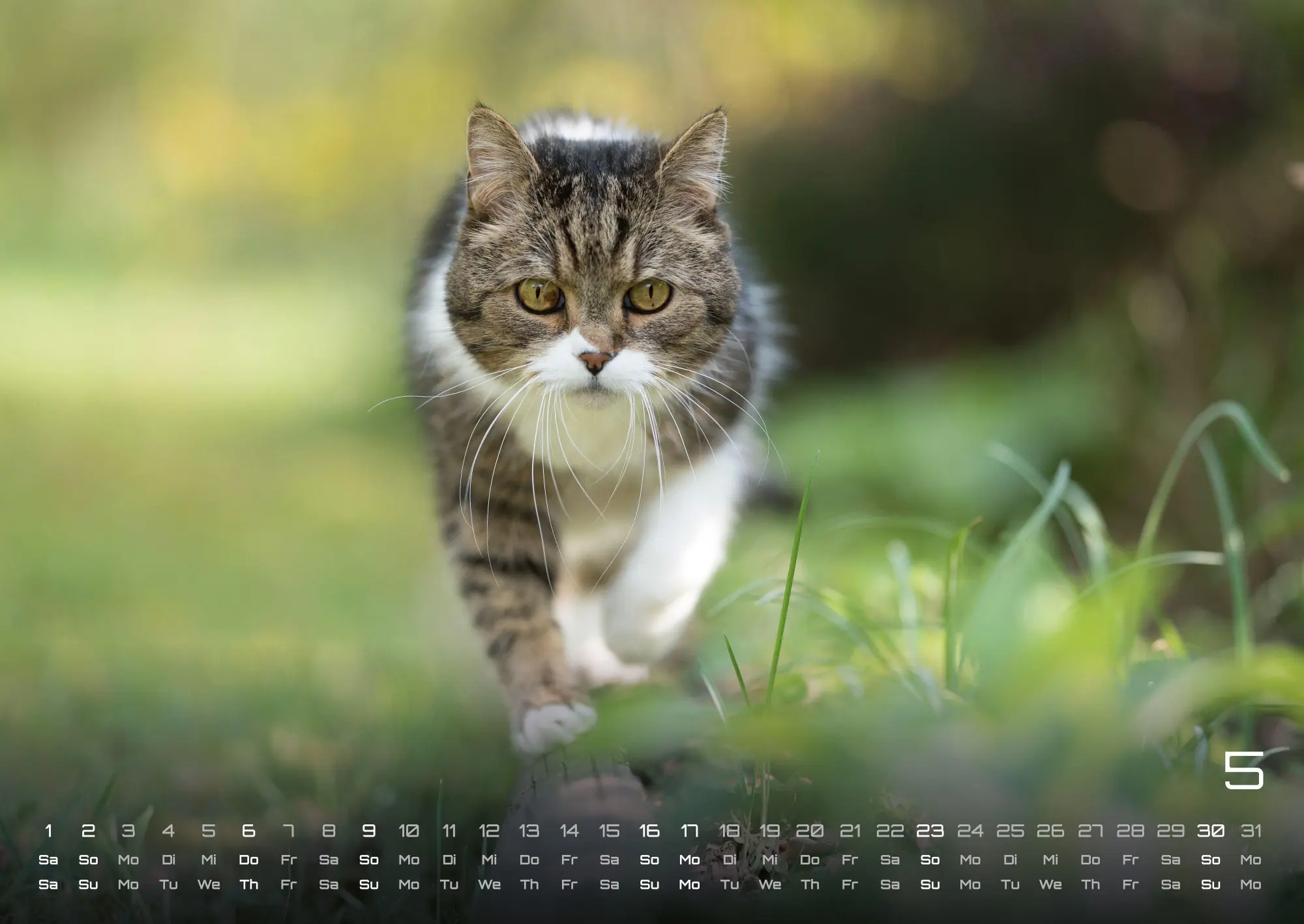 Bild: 9783986736378 | Miau - Unsere Stubentiger - Der Katzenkalender - 2027 - Kalender...