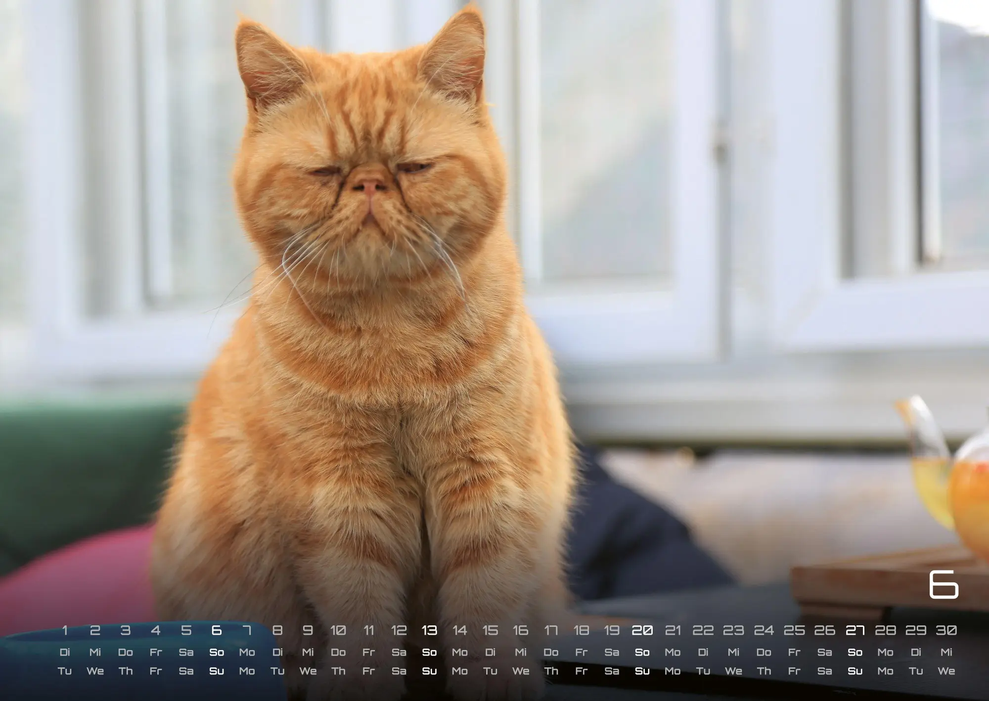Bild: 9783986736378 | Miau - Unsere Stubentiger - Der Katzenkalender - 2027 - Kalender...