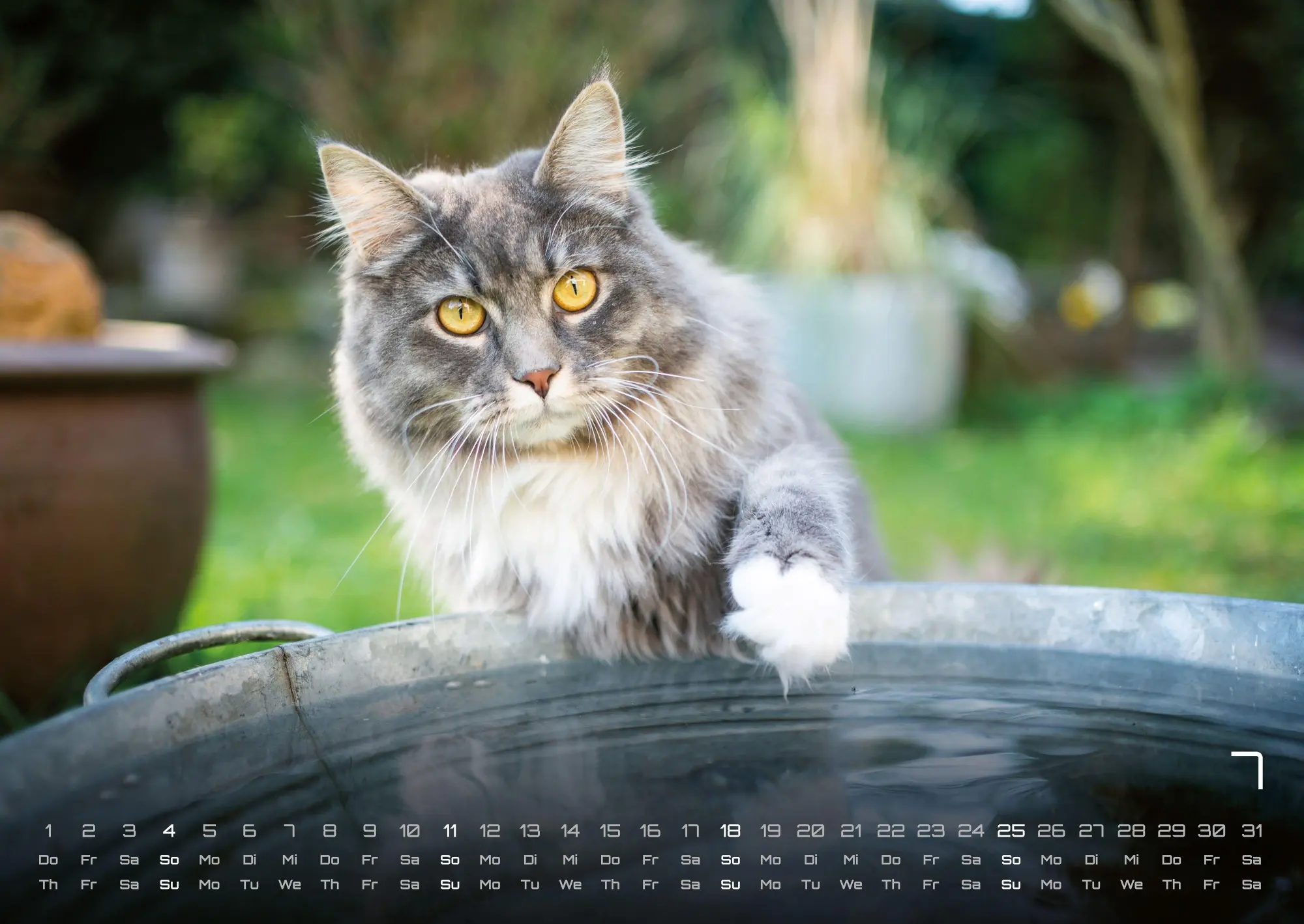Bild: 9783986736378 | Miau - Unsere Stubentiger - Der Katzenkalender - 2027 - Kalender...