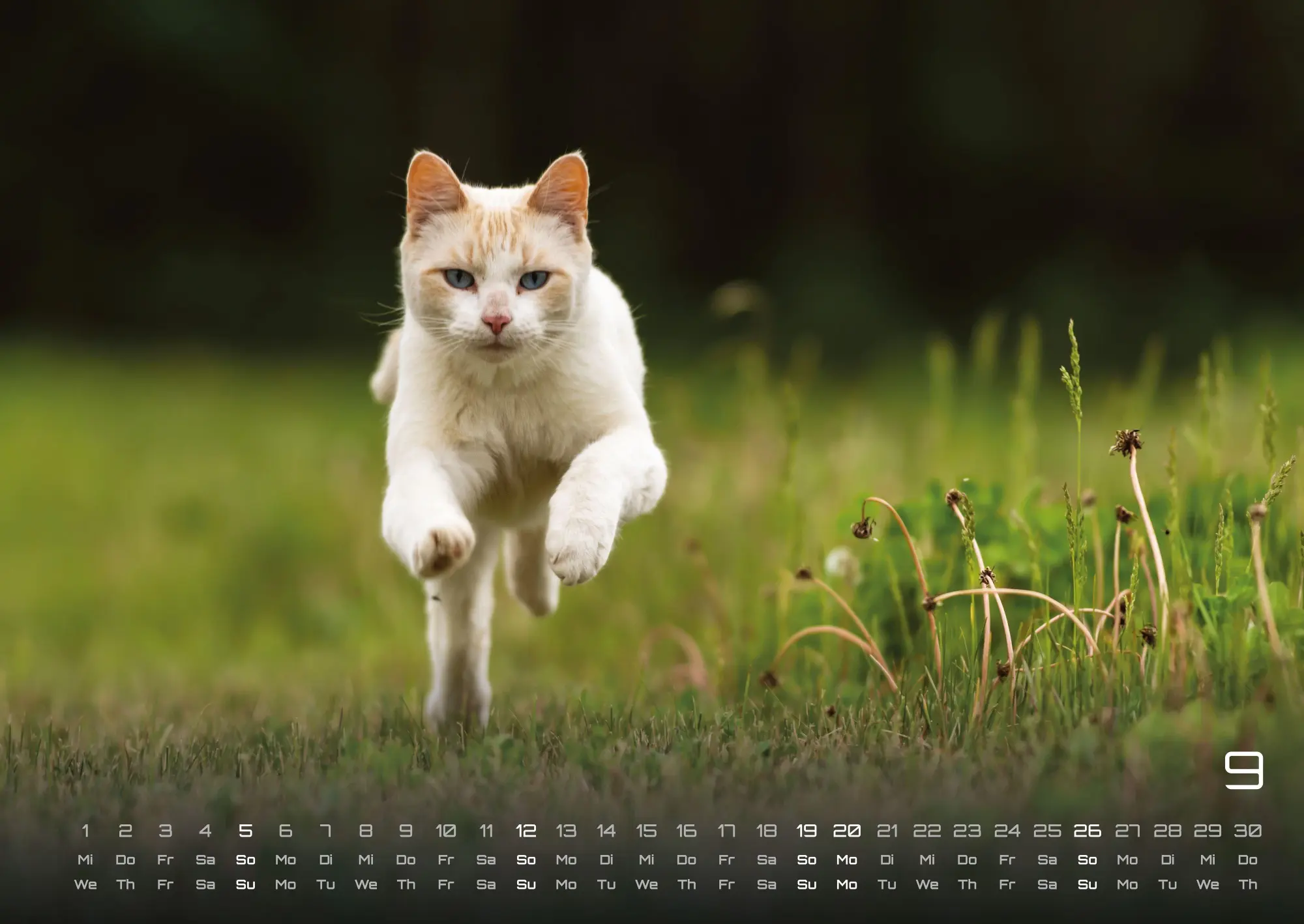 Bild: 9783986736378 | Miau - Unsere Stubentiger - Der Katzenkalender - 2027 - Kalender...