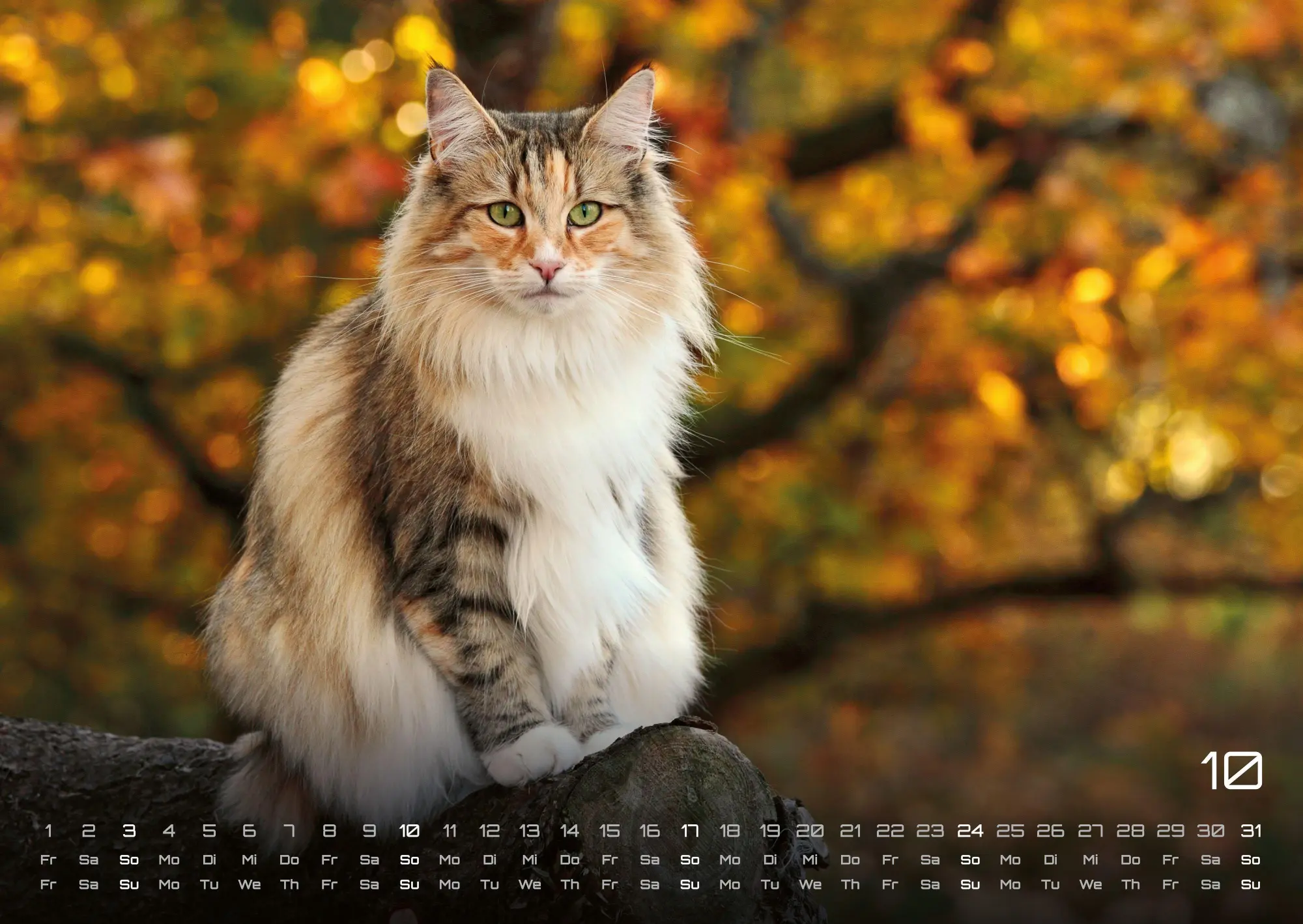 Bild: 9783986736378 | Miau - Unsere Stubentiger - Der Katzenkalender - 2027 - Kalender...