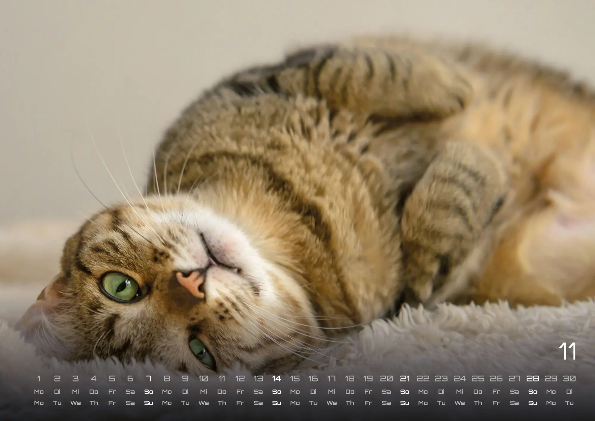 Bild: 9783986736378 | Miau - Unsere Stubentiger - Der Katzenkalender - 2027 - Kalender...