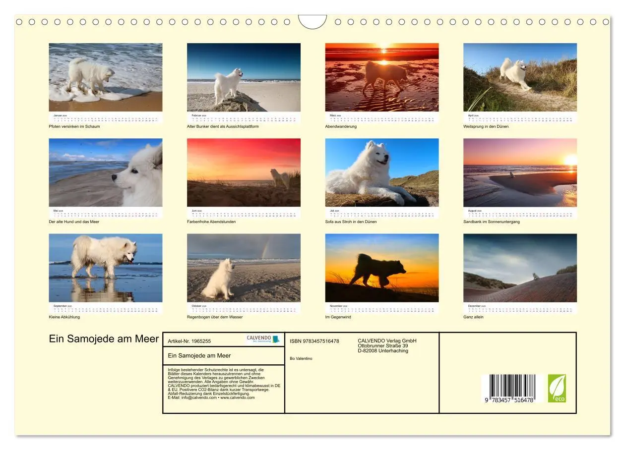 Bild: 9783457516478 | Ein Samojede am Meer (Wandkalender 2026 DIN A3 quer), CALVENDO...