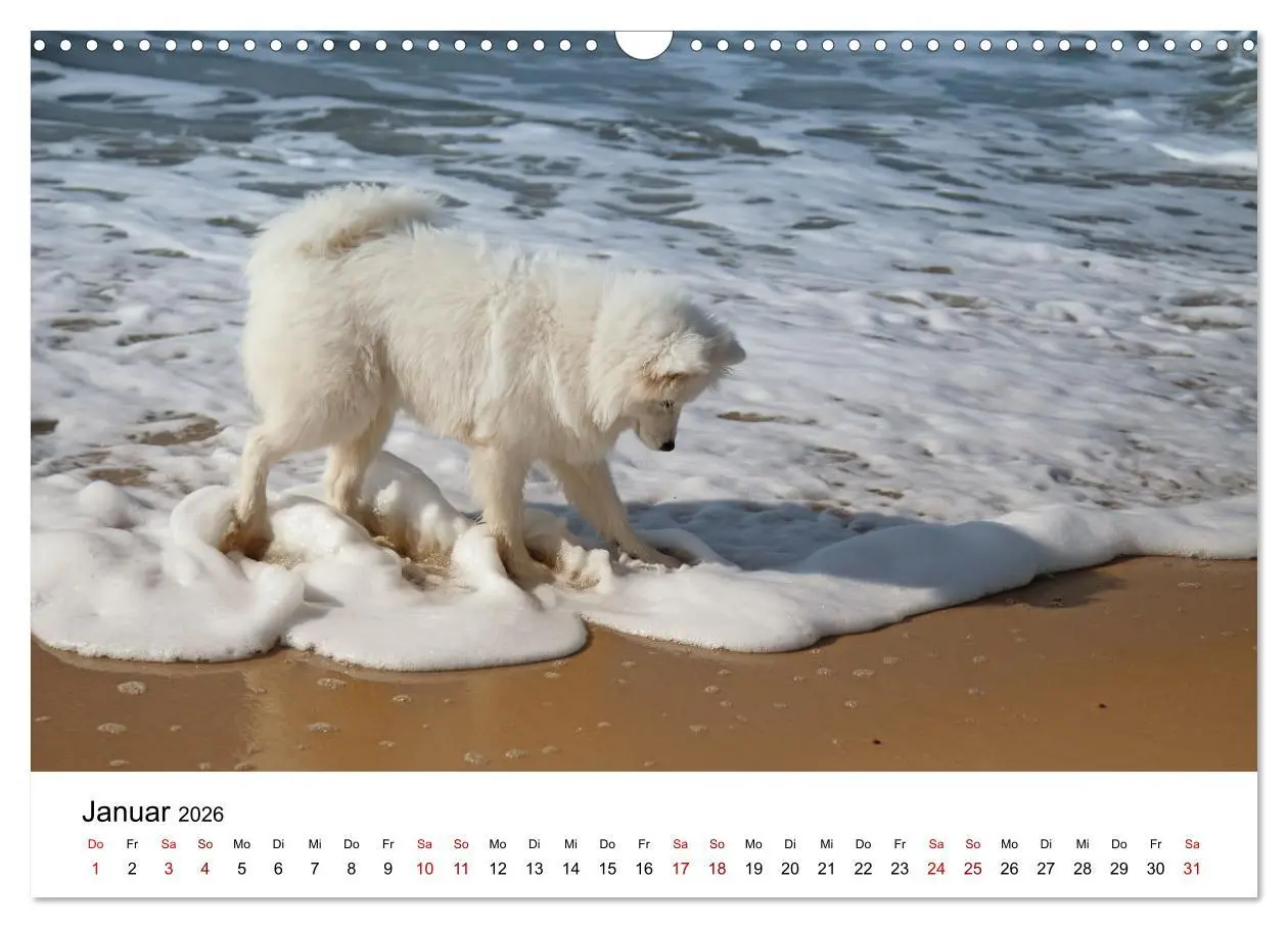 Bild: 9783457516478 | Ein Samojede am Meer (Wandkalender 2026 DIN A3 quer), CALVENDO...
