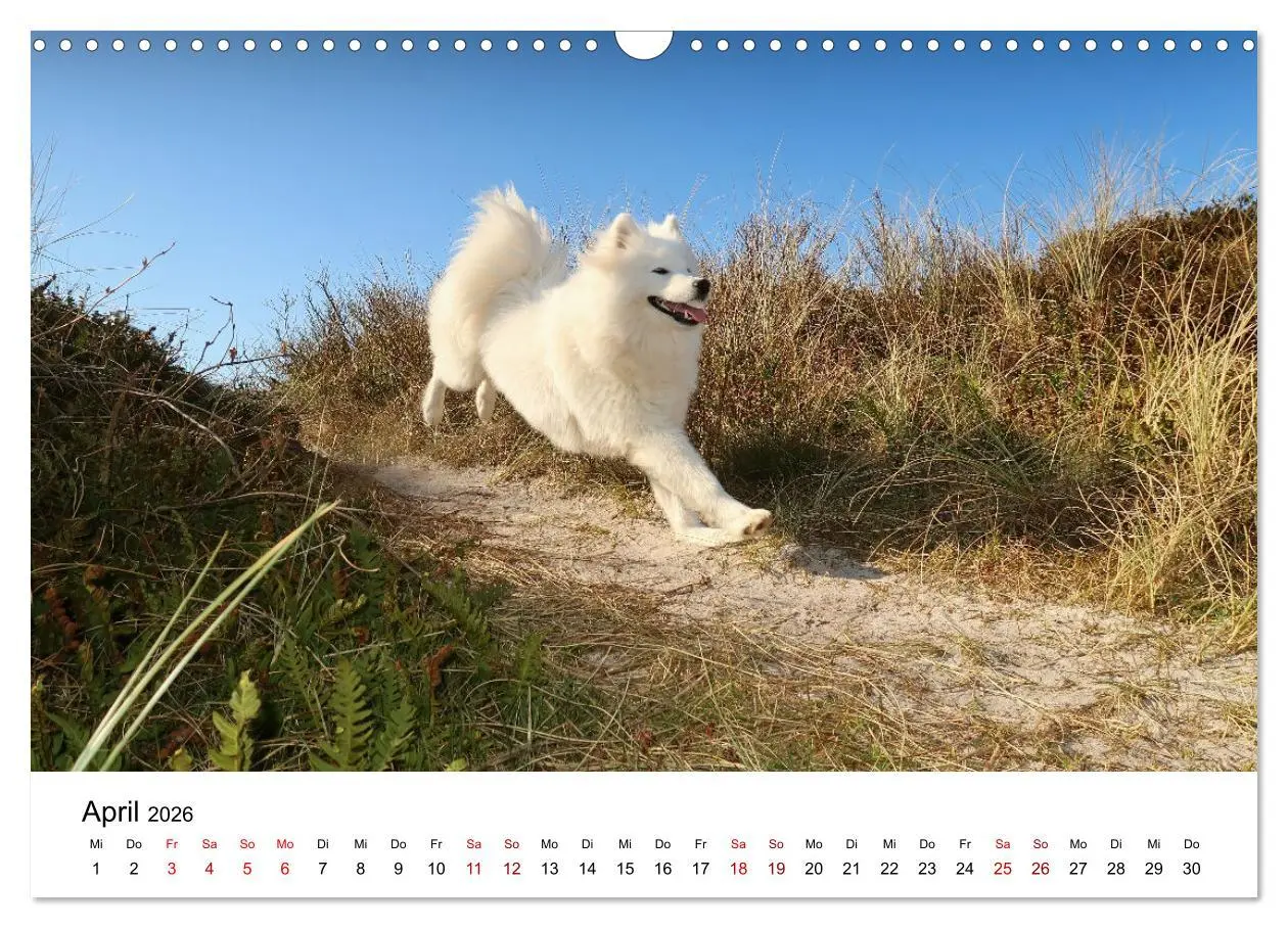 Bild: 9783457516478 | Ein Samojede am Meer (Wandkalender 2026 DIN A3 quer), CALVENDO...