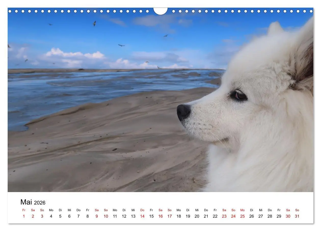 Bild: 9783457516478 | Ein Samojede am Meer (Wandkalender 2026 DIN A3 quer), CALVENDO...