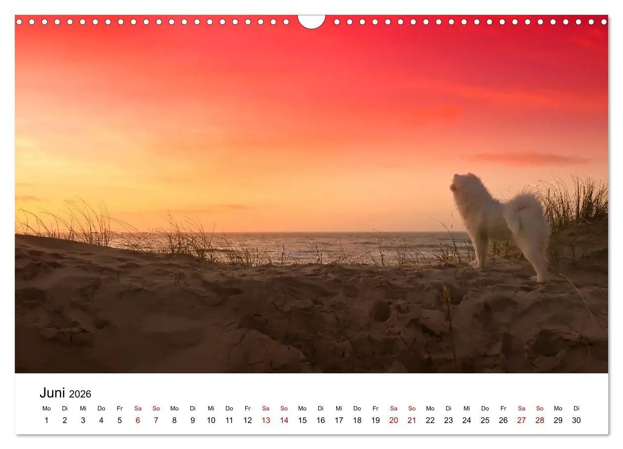 Bild: 9783457516478 | Ein Samojede am Meer (Wandkalender 2026 DIN A3 quer), CALVENDO...