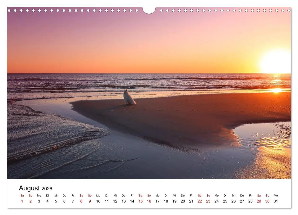 Bild: 9783457516478 | Ein Samojede am Meer (Wandkalender 2026 DIN A3 quer), CALVENDO...