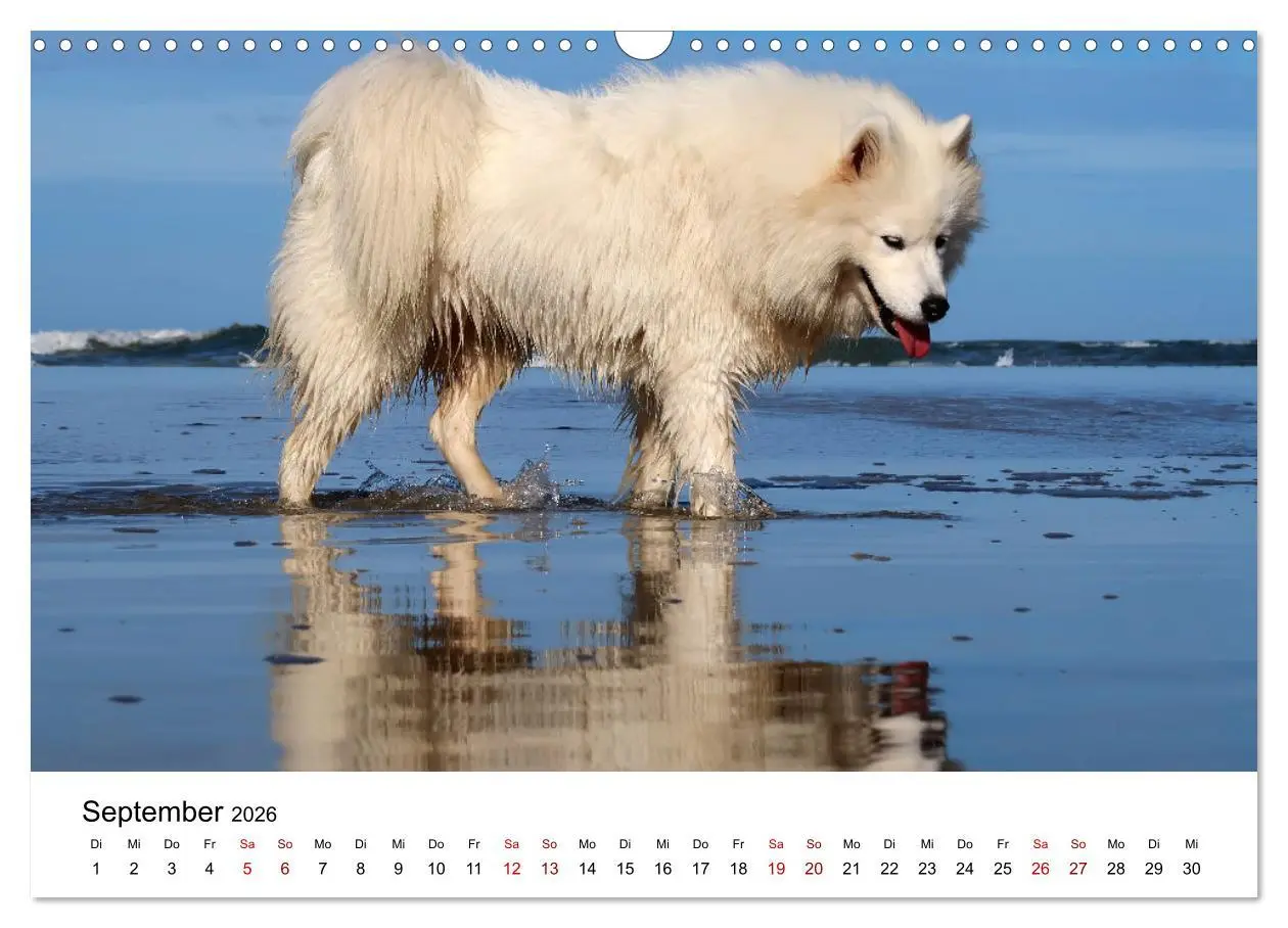 Bild: 9783457516478 | Ein Samojede am Meer (Wandkalender 2026 DIN A3 quer), CALVENDO...