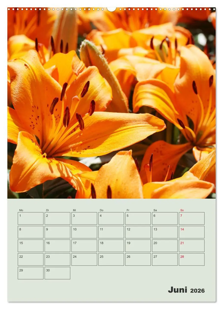 Bild: 9783516396478 | Lilien im Garten (hochwertiger Premium Wandkalender 2026 DIN A2...