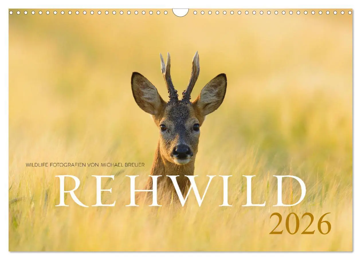 Cover: 9783457676578 | Rehwild 2026 (Wandkalender 2026 DIN A3 quer), CALVENDO Monatskalender