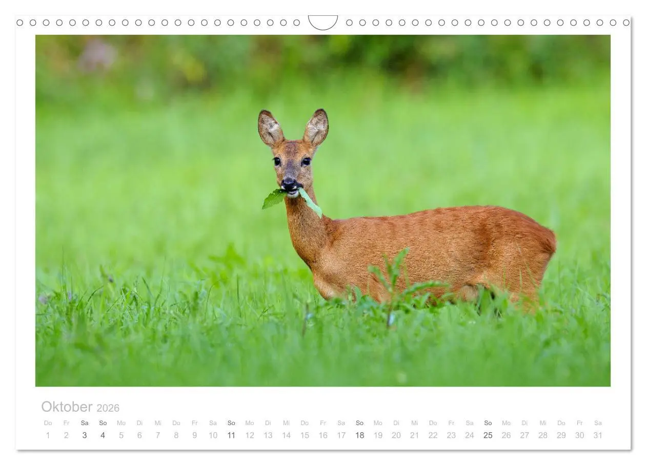 Bild: 9783457676578 | Rehwild 2026 (Wandkalender 2026 DIN A3 quer), CALVENDO Monatskalender
