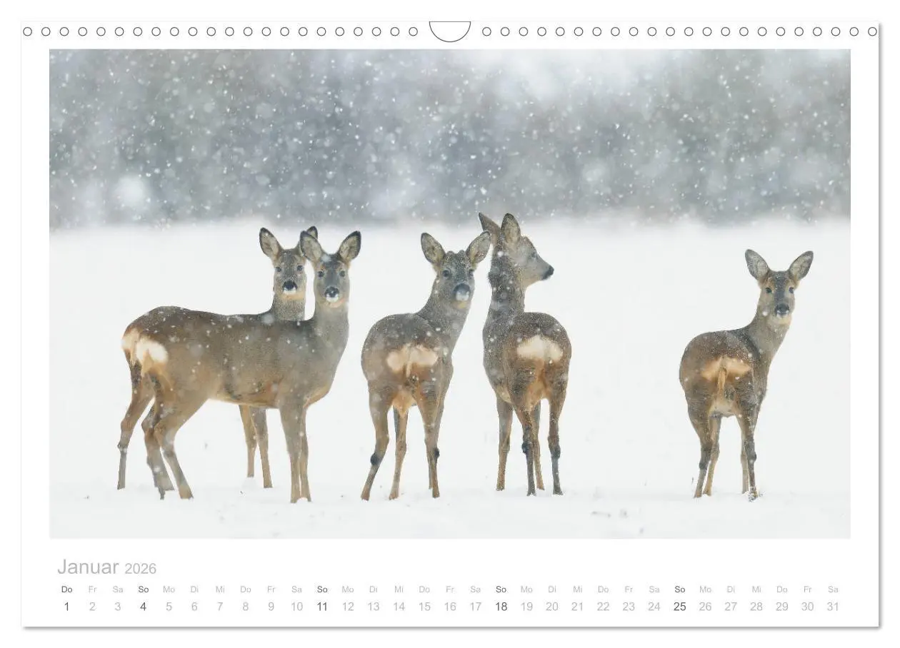 Bild: 9783457676578 | Rehwild 2026 (Wandkalender 2026 DIN A3 quer), CALVENDO Monatskalender