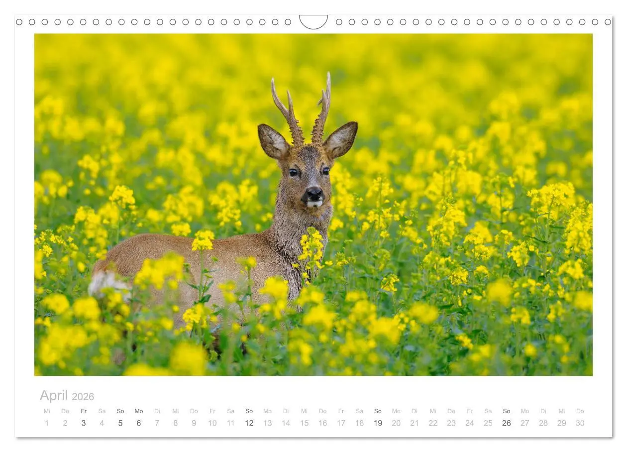Bild: 9783457676578 | Rehwild 2026 (Wandkalender 2026 DIN A3 quer), CALVENDO Monatskalender