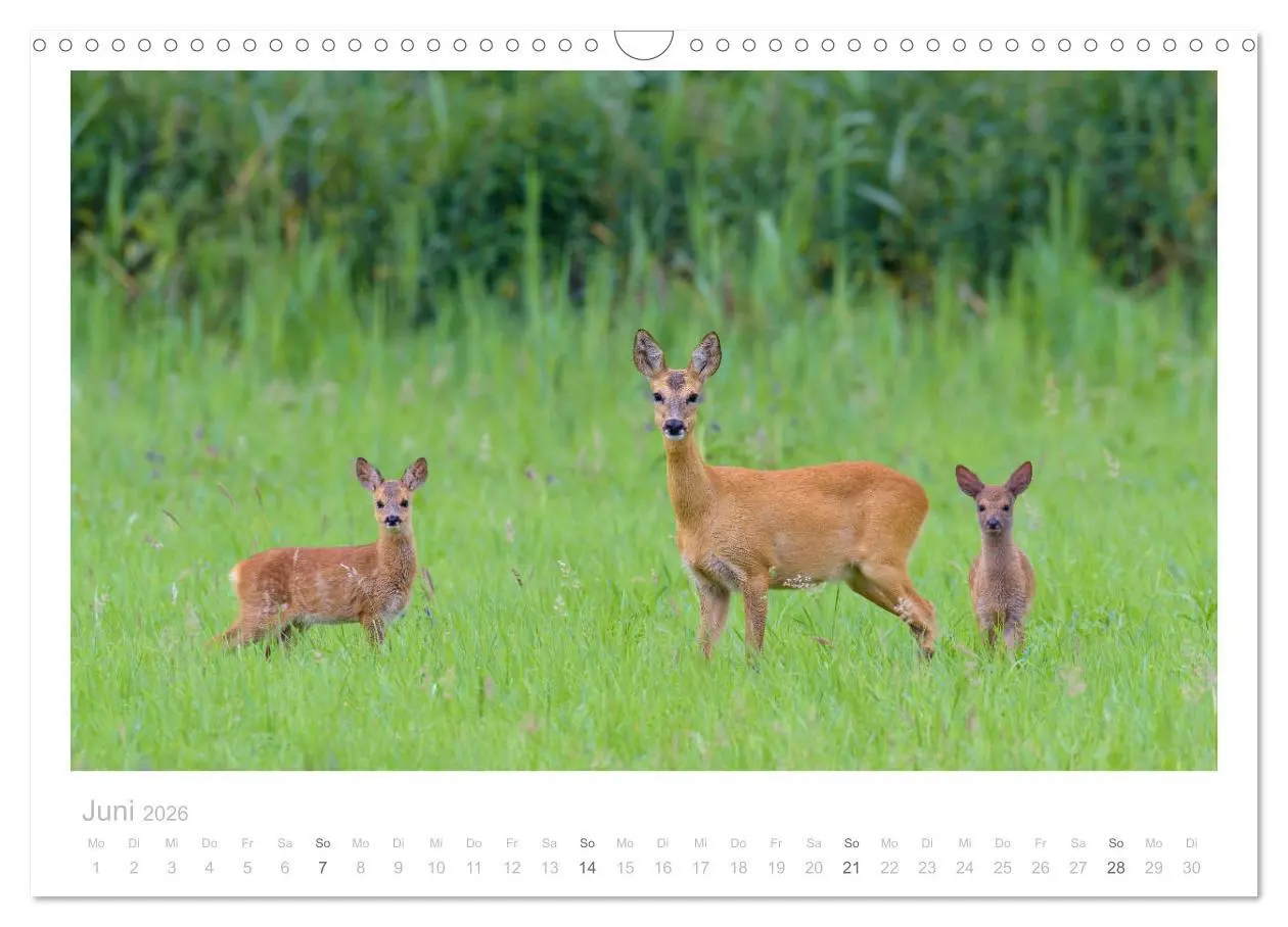 Bild: 9783457676578 | Rehwild 2026 (Wandkalender 2026 DIN A3 quer), CALVENDO Monatskalender