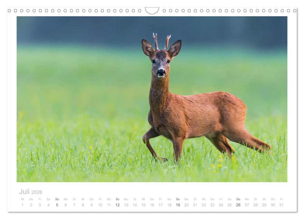 Bild: 9783457676578 | Rehwild 2026 (Wandkalender 2026 DIN A3 quer), CALVENDO Monatskalender