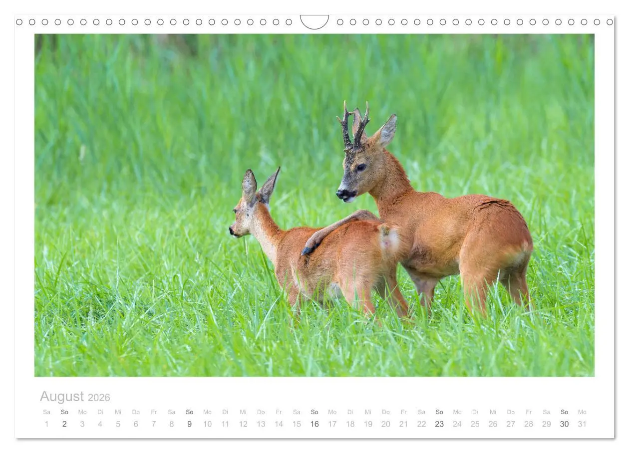 Bild: 9783457676578 | Rehwild 2026 (Wandkalender 2026 DIN A3 quer), CALVENDO Monatskalender