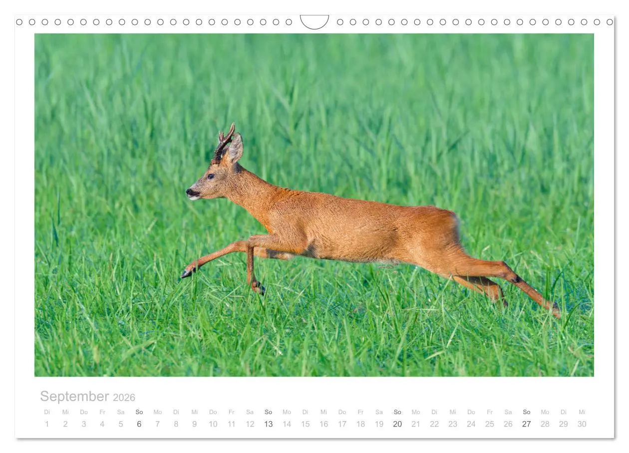 Bild: 9783457676578 | Rehwild 2026 (Wandkalender 2026 DIN A3 quer), CALVENDO Monatskalender