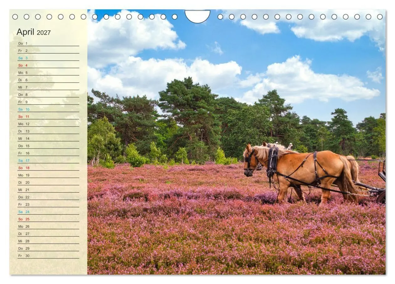 Bild: 9783569526778 | Die Heideblüte (Wandkalender 2027 DIN A4 quer), CALVENDO...