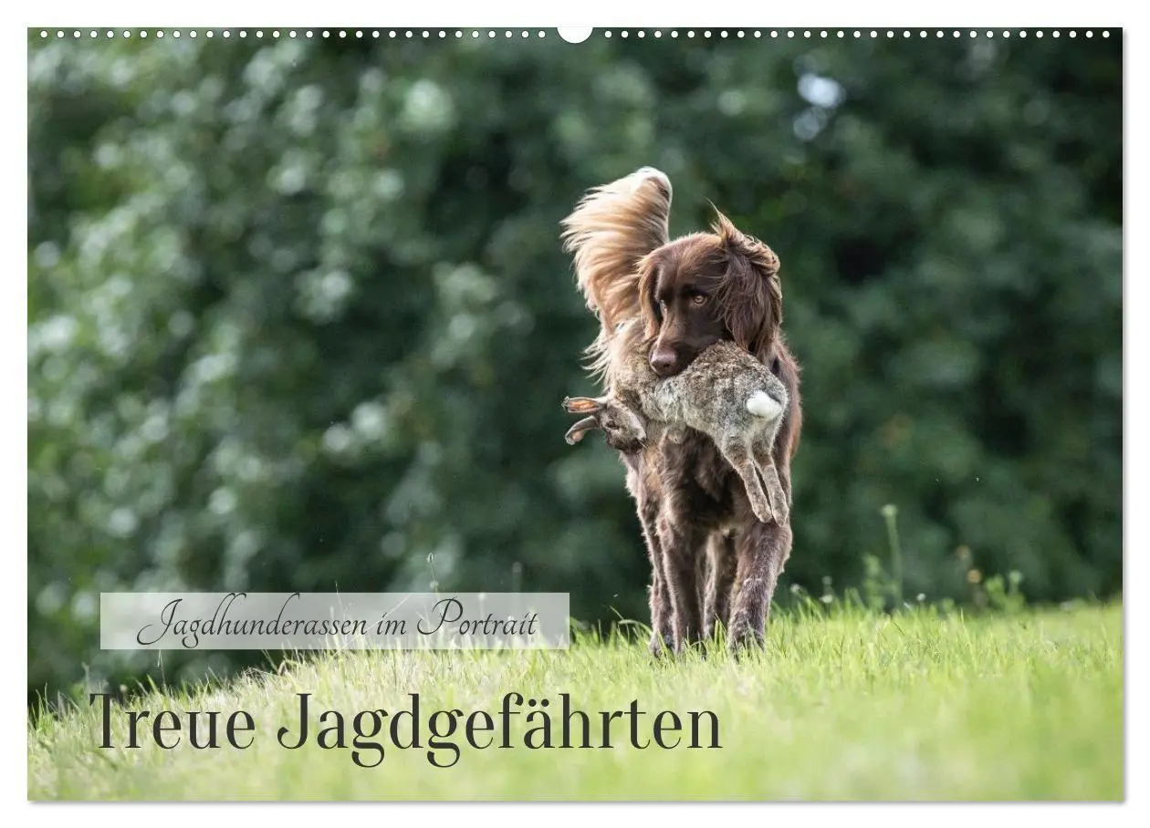 Cover: 9783457377178 | Treue Jagdgefährten - Jagdhunderassen im Portrait (Wandkalender...