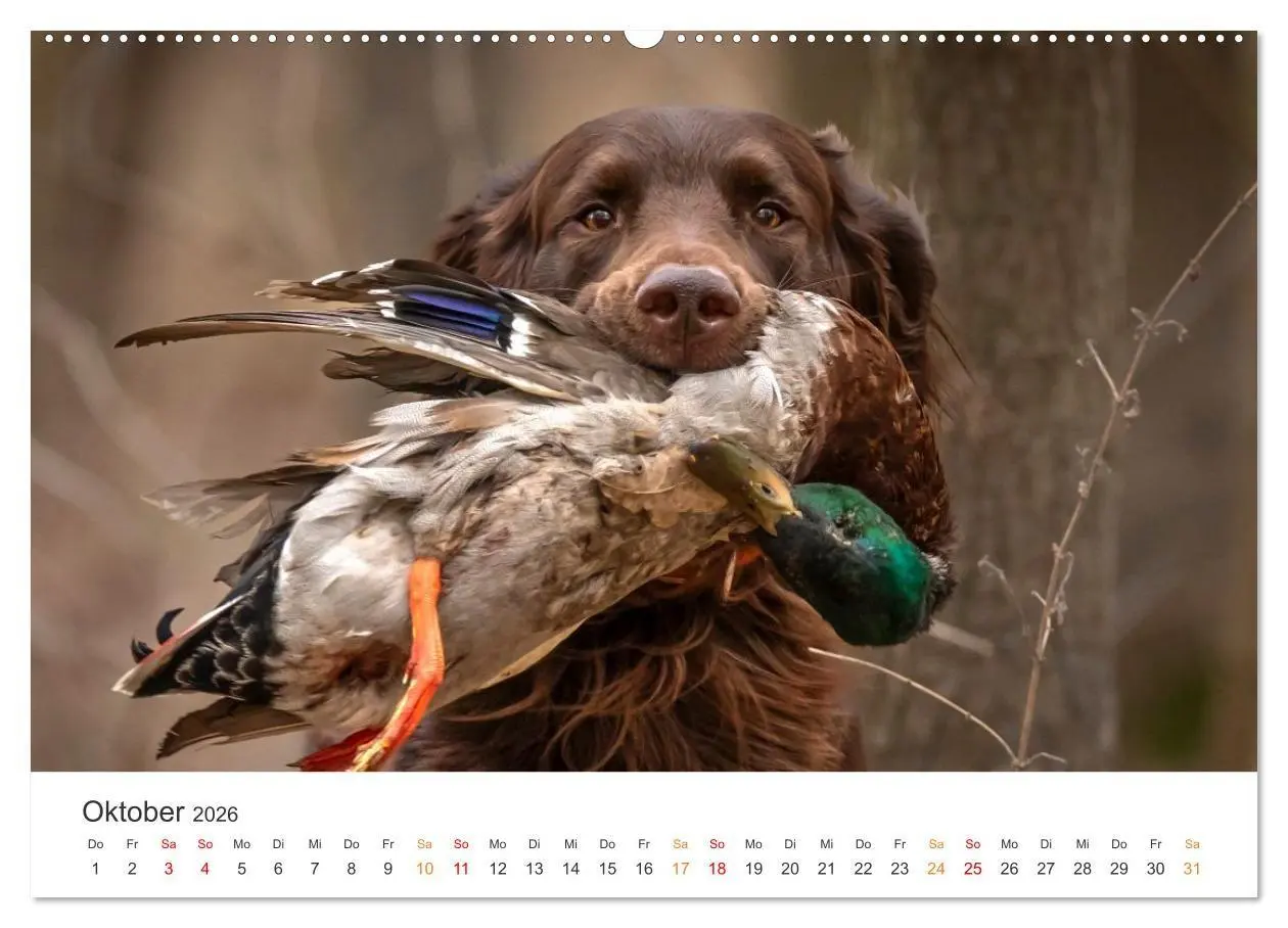 Bild: 9783457377178 | Treue Jagdgefährten - Jagdhunderassen im Portrait (Wandkalender...