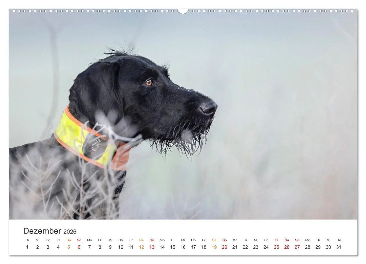Bild: 9783457377178 | Treue Jagdgefährten - Jagdhunderassen im Portrait (Wandkalender...