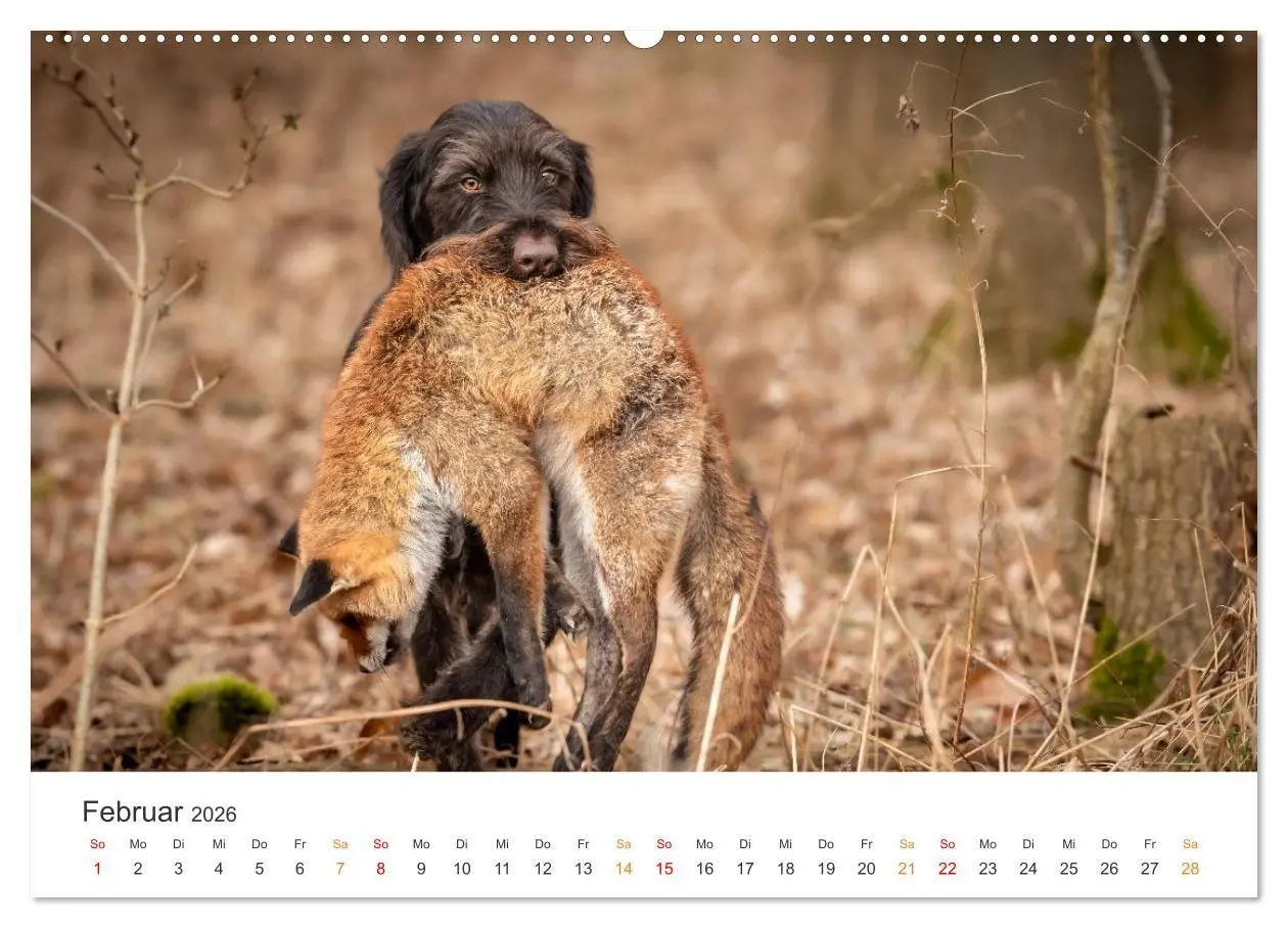 Bild: 9783457377178 | Treue Jagdgefährten - Jagdhunderassen im Portrait (Wandkalender...