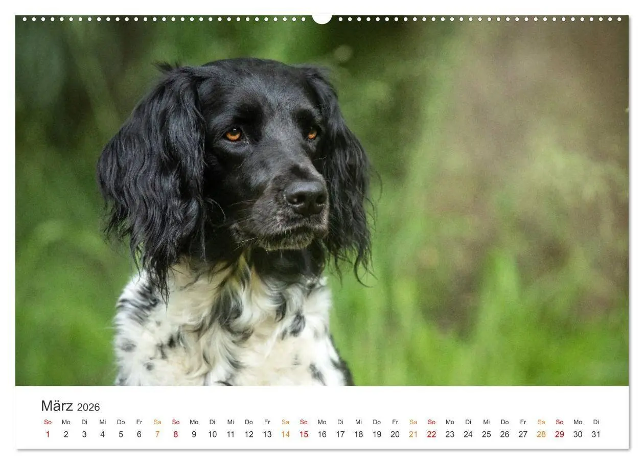 Bild: 9783457377178 | Treue Jagdgefährten - Jagdhunderassen im Portrait (Wandkalender...