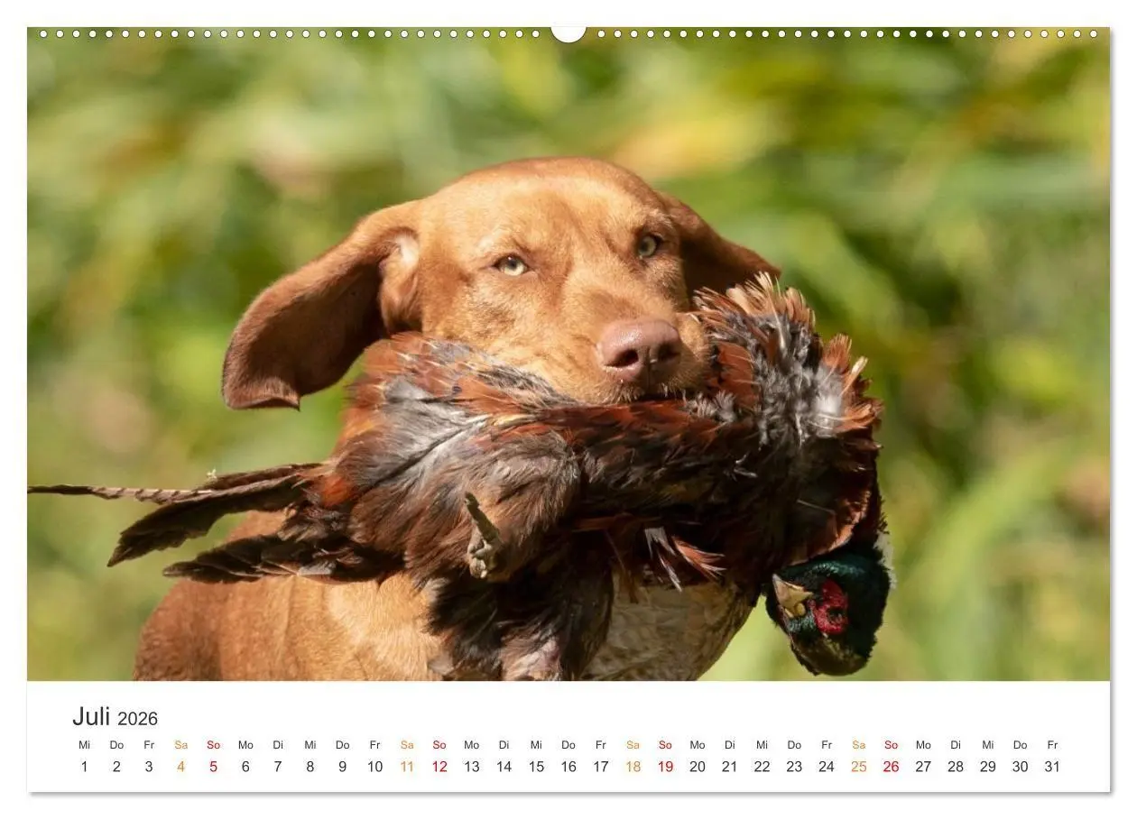 Bild: 9783457377178 | Treue Jagdgefährten - Jagdhunderassen im Portrait (Wandkalender...