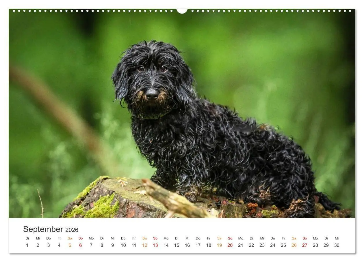 Bild: 9783457377178 | Treue Jagdgefährten - Jagdhunderassen im Portrait (Wandkalender...