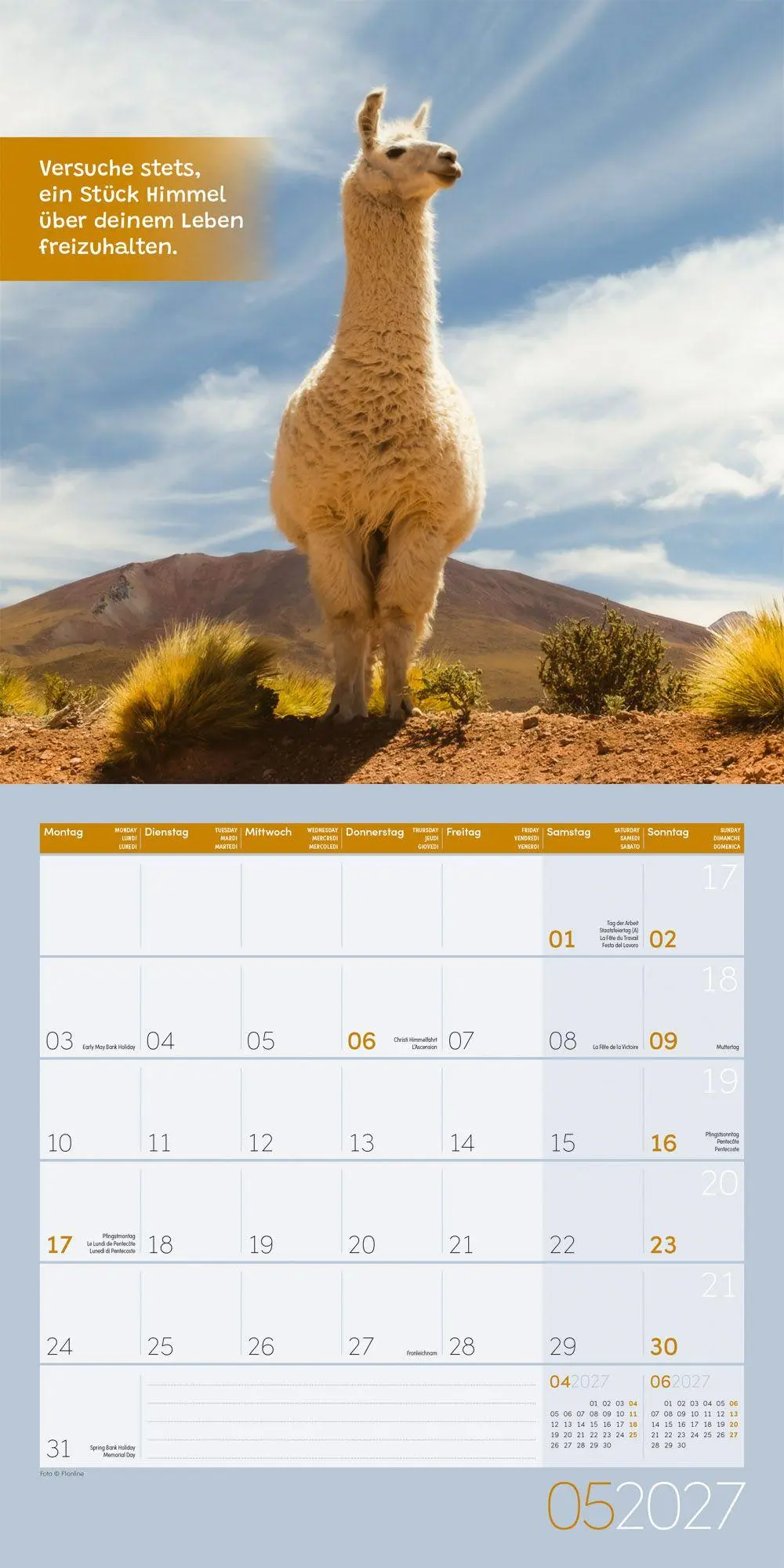 Bild: 9783838447278 | No Drama, Lama Kalender 2027 - 30x30 - Art12 | GmbH | Kalender | 28 S.