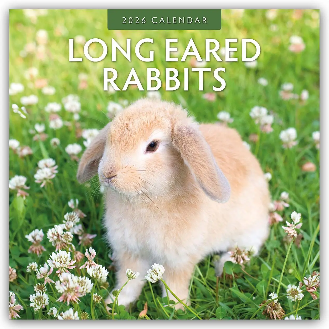 Cover: 9781804427378 | Long Eared Rabbits 2026 Square Wall Calendar | Red Robin | Taschenbuch