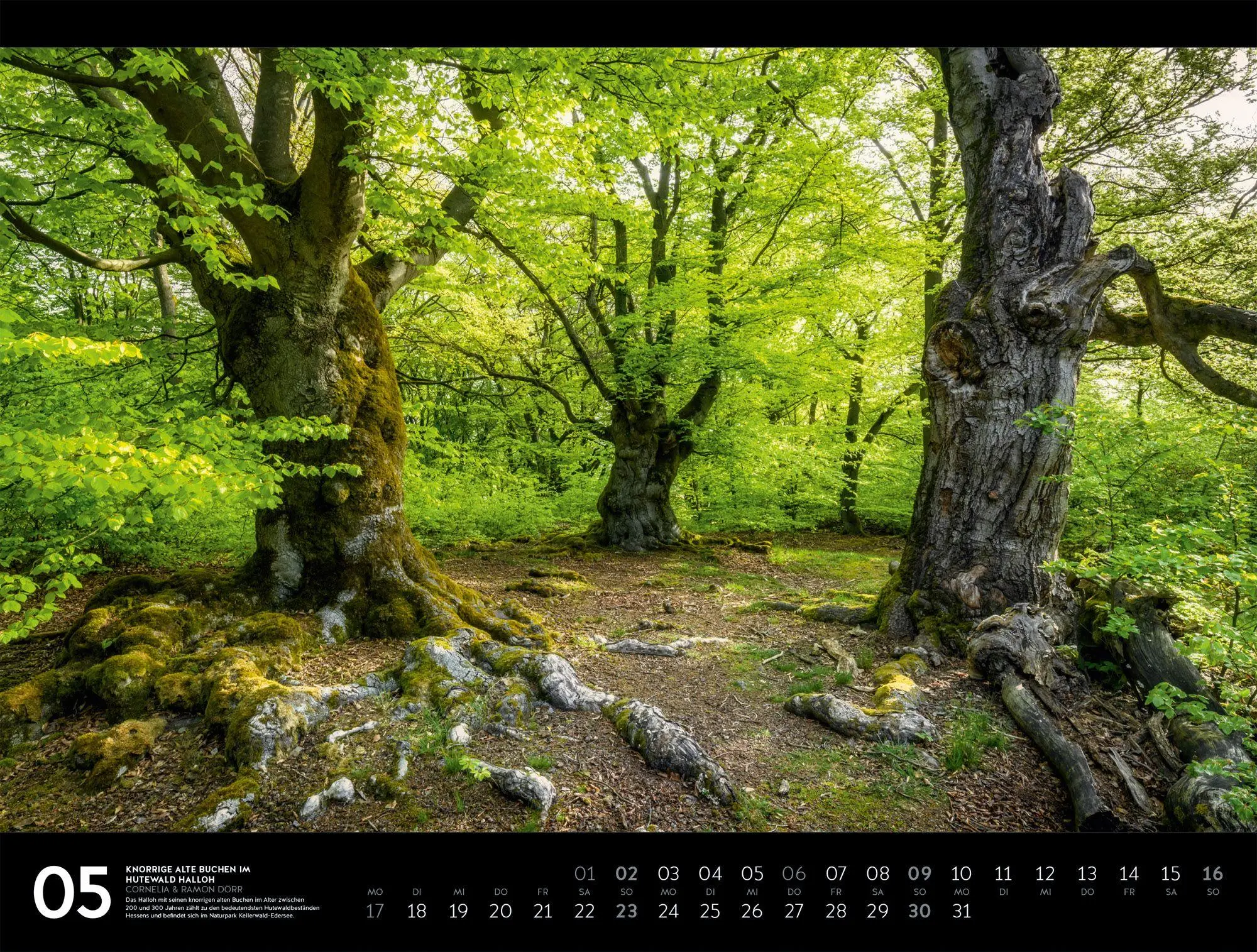 Bild: 9783838437378 | Naturparadies Deutschland Signature Kalender 2027 | Dörr (u. a.)