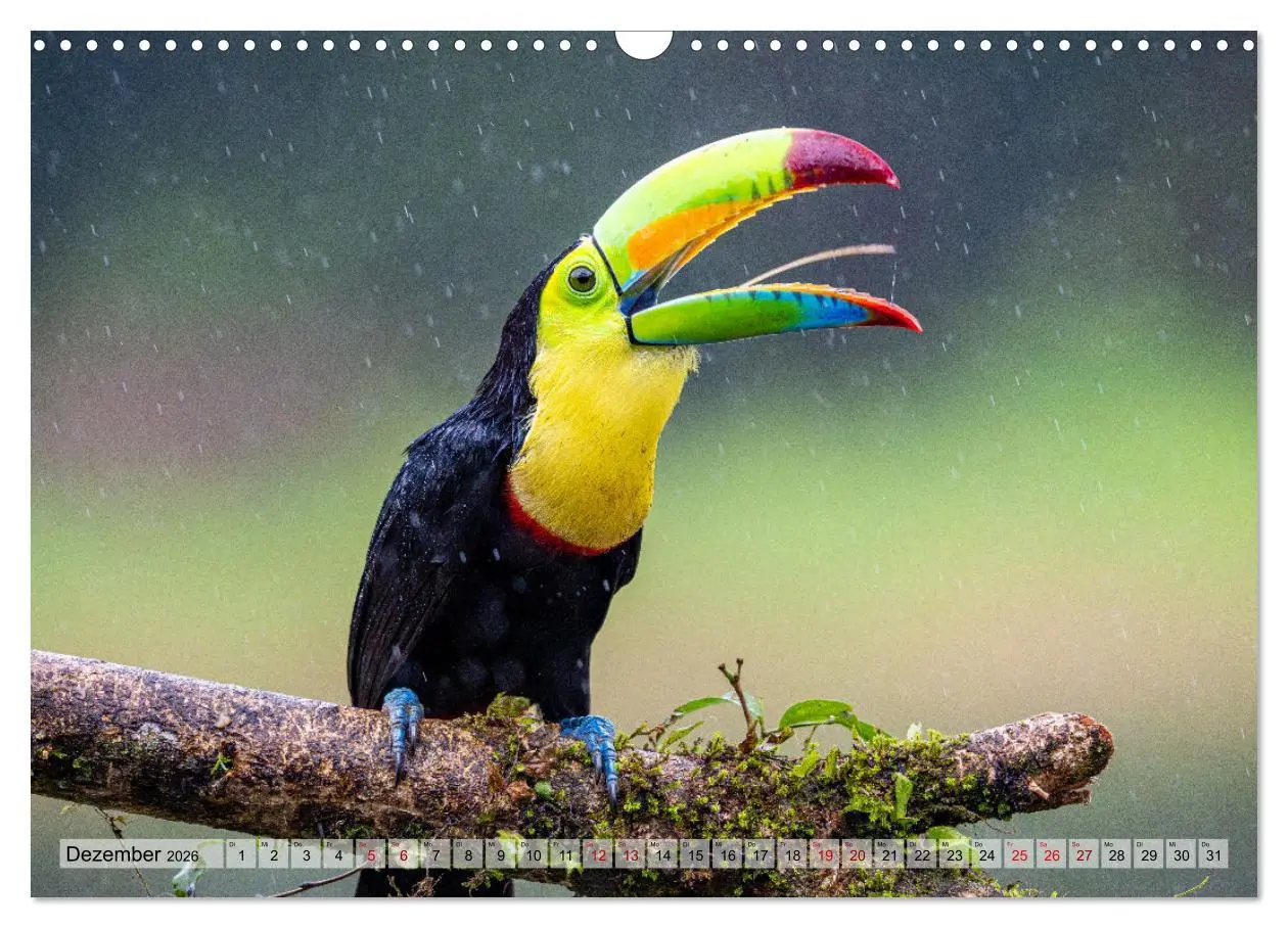 Bild: 9783457277478 | Phantastische Vogelwelt Costa Rica (Wandkalender 2026 DIN A3 quer),...
