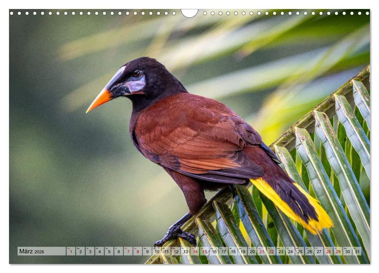 Bild: 9783457277478 | Phantastische Vogelwelt Costa Rica (Wandkalender 2026 DIN A3 quer),...