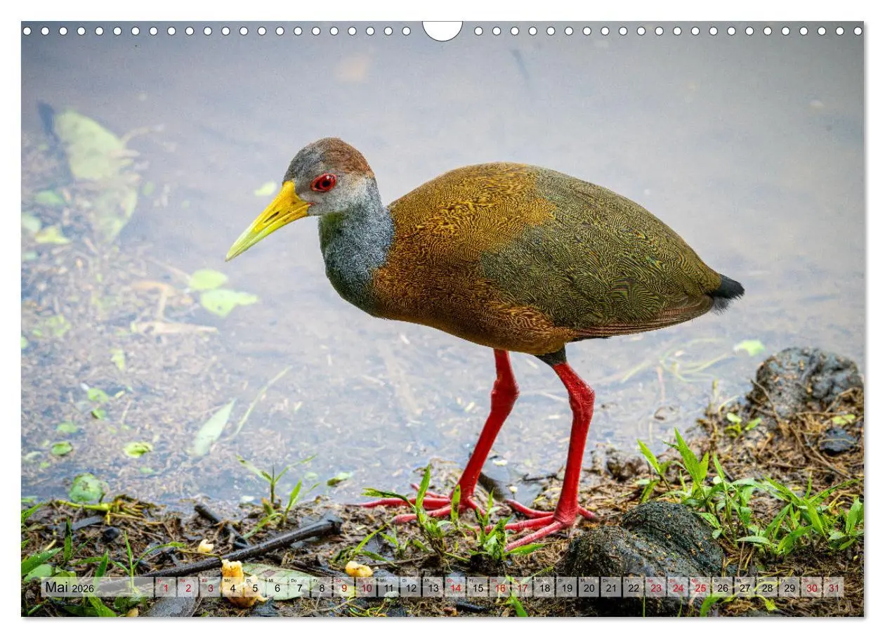 Bild: 9783457277478 | Phantastische Vogelwelt Costa Rica (Wandkalender 2026 DIN A3 quer),...