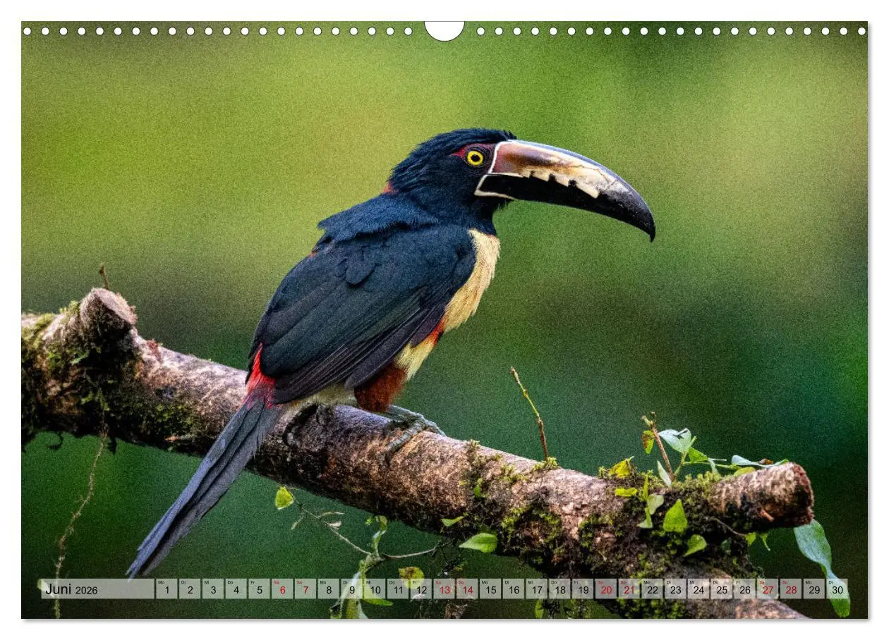 Bild: 9783457277478 | Phantastische Vogelwelt Costa Rica (Wandkalender 2026 DIN A3 quer),...