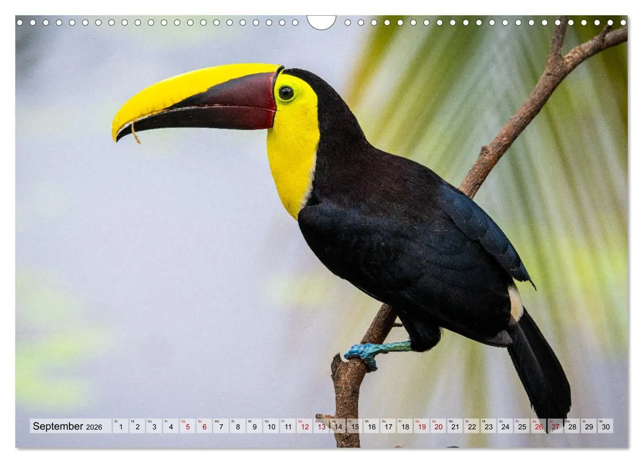 Bild: 9783457277478 | Phantastische Vogelwelt Costa Rica (Wandkalender 2026 DIN A3 quer),...