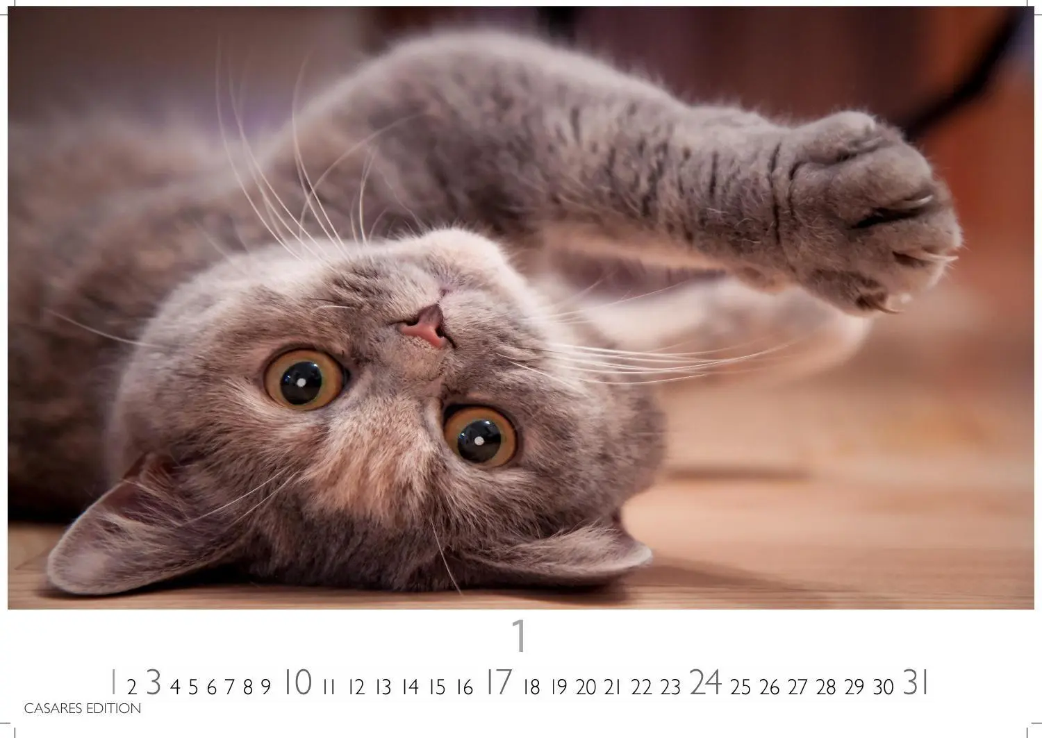 Bild: 9781835247778 | Funny Cats Kalender 2027 - Wandkalender Fotokalender Tierkalender...
