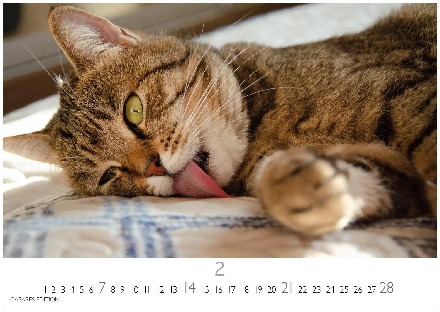 Bild: 9781835247778 | Funny Cats Kalender 2027 - Wandkalender Fotokalender Tierkalender...