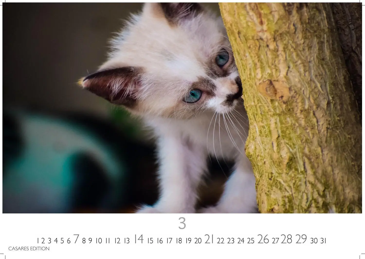 Bild: 9781835247778 | Funny Cats Kalender 2027 - Wandkalender Fotokalender Tierkalender...