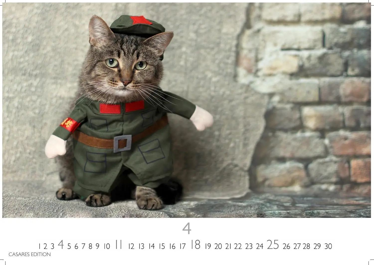 Bild: 9781835247778 | Funny Cats Kalender 2027 - Wandkalender Fotokalender Tierkalender...