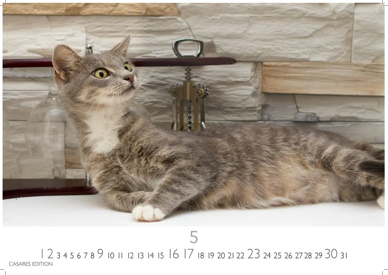 Bild: 9781835247778 | Funny Cats Kalender 2027 - Wandkalender Fotokalender Tierkalender...