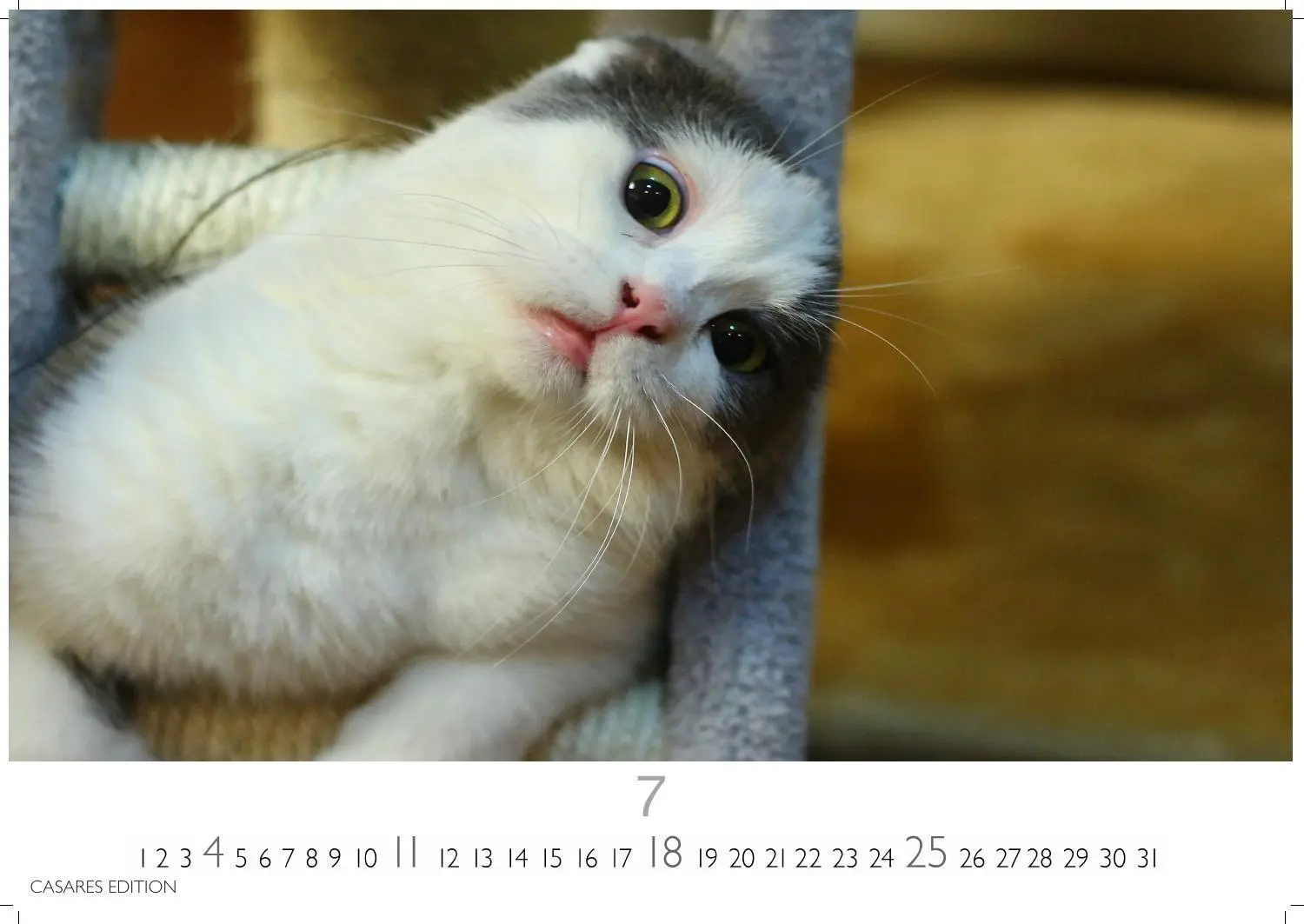 Bild: 9781835247778 | Funny Cats Kalender 2027 - Wandkalender Fotokalender Tierkalender...