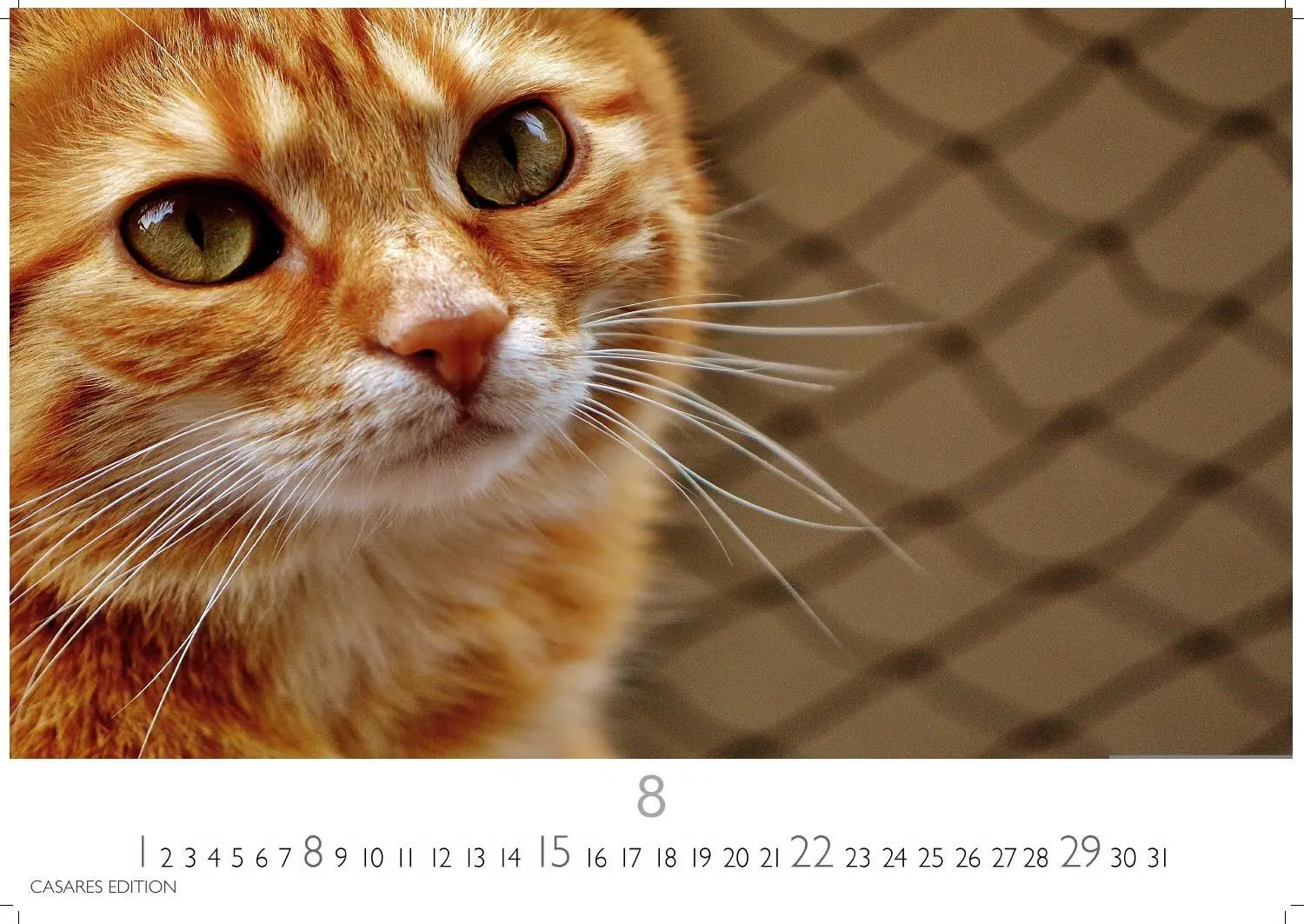 Bild: 9781835247778 | Funny Cats Kalender 2027 - Wandkalender Fotokalender Tierkalender...